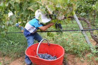 Bimbi e Vendemmia, buona la quinta!